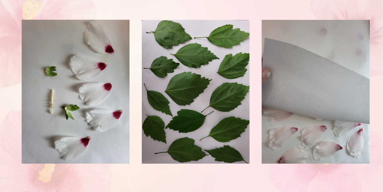Mugunghwa Pressed Flower Craft