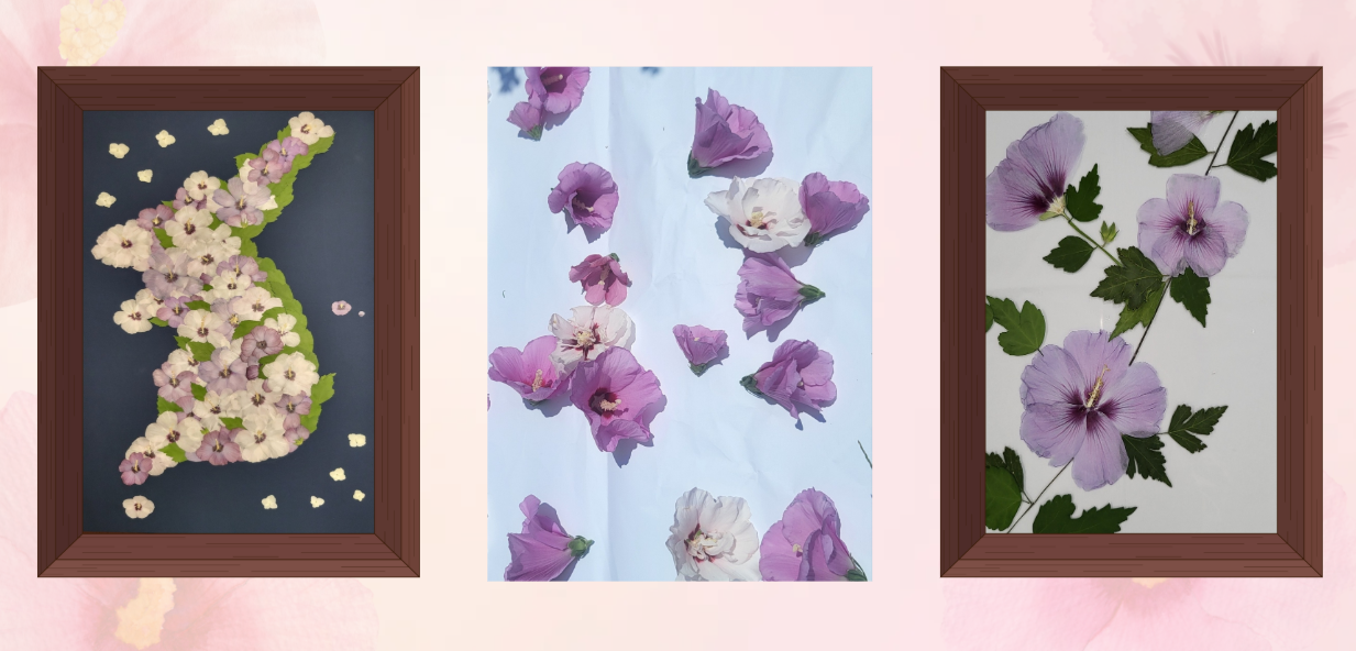 Mugunghwa Pressed Flower Craft
